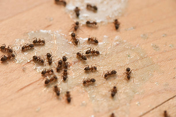 Best Wasp Removal Services  in Meridian, PA